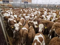 Toro, Simmental cattle — foto 4