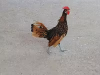 Chickens — 1-rasm