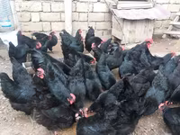 Australian Pit Game fowl — photo 8