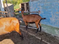 عنزة, Alpine goat — الصورة 3