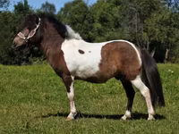 Aygʻir, American shetland pony — 5-rasm