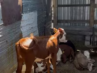 أبقار (دفعة، الجنس غير محدد), Swiss cattle — الصورة 6