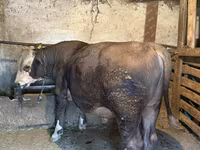 Toro, Ganado vacuno — foto 2