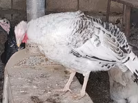 Turkeys — الصورة 3