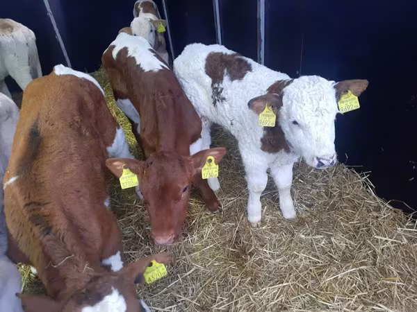 Bulle, Simmental cattle