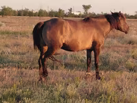 Madyan, Mugalzhar horse — foto 3