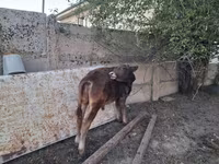 Buğa, Alatau irqi — foto 8