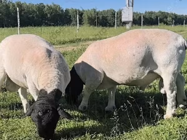 Carnero, Dorper sheep