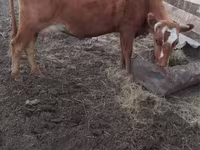 Kuh, Swiss cattle — Foto 1