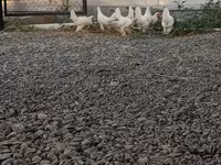 Chickens — 照片 3