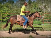 Stute, Standardbred — Foto 4