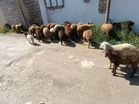 Sheep (batch, sex not specified), Sheep — photo 5
