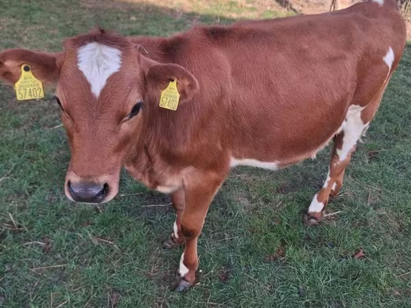 母牛, Holstein breed