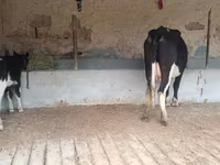 Vaca, Latvian Blue cattle — foto 7
