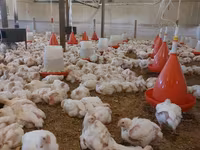 Chickens — 6-сурет