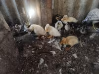 موسكو بلاك — الصورة 3