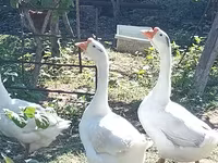 Лінда — фото 3