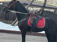 Madyan, Orlov Trotter — foto 1
