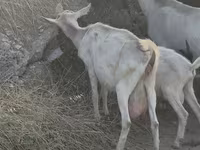 Cow, Cattle — photo 4