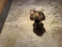 Turkeys — फ़ोटो 4