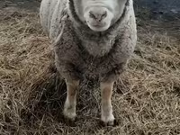 母羊, Sheep — 照片 5
