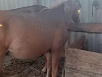 Hengst, Kazakh horse — Foto 3