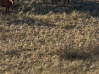 Horses (batch, sex not specified), Kazakh horse — photo 7