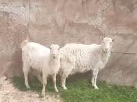 Ziege, Russian White goat — Foto 1
