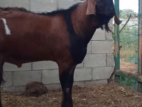 公山羊, Nubian Goat