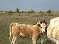 母牛, Kazakh White-headed cow — 照片 4