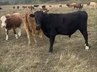 بقرة, Latvian Blue cattle — الصورة 2
