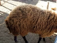Qoç, Blackheaded Persian sheep — foto 2