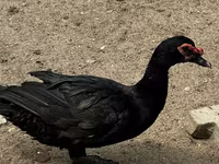 Ducks — 2-сурет