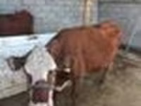Kuh, Latvian Blue cattle — Foto 7