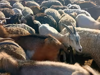 भेड़, भेड़ — फ़ोटो 1