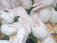 Dovşan yemləri 1-kq 2-azn. Sadə Dovşan 🐰 yemi 2-azn. vitaminli yemlər — 照片 3