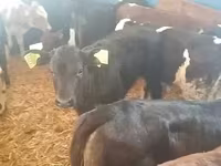 Bulle, Simmental cattle — Foto 2