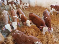 Бұқа, Simmental cattle — 5-сурет