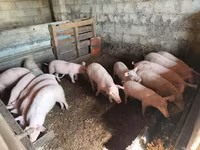 Schweine (Partie, Geschlecht nicht angegeben), Schweine — Foto 4
