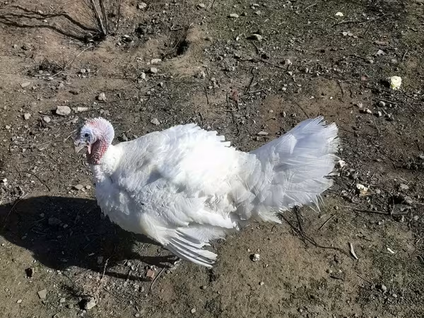 Broad Breasted White