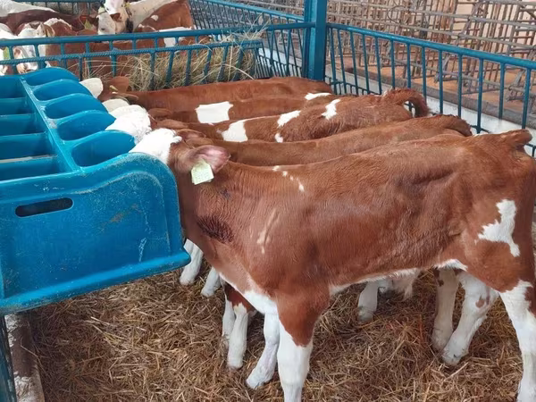 Бик, Simmental cattle