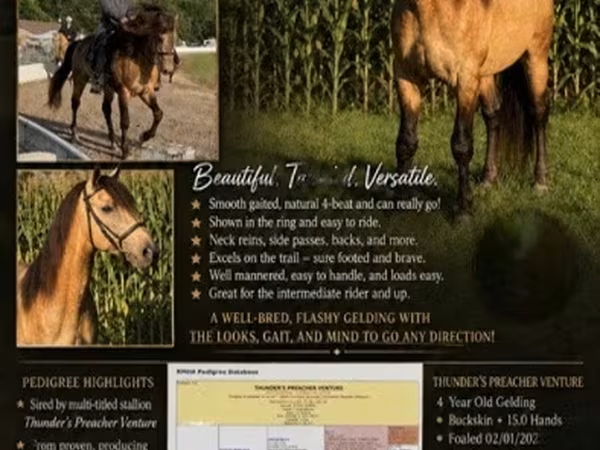 At, Rocky Mountain Horse