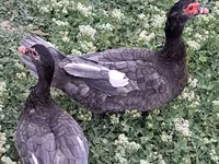 Ducks — 5-сурет