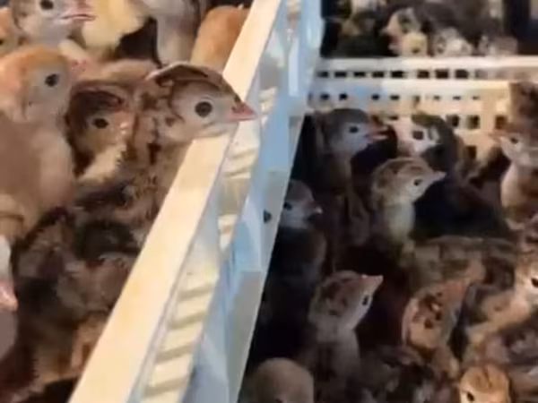 Turkeys