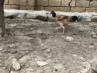 Chickens — फ़ोटो 4