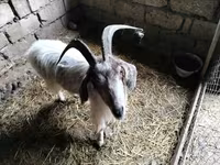 عنزة, الماعز — الصورة 1