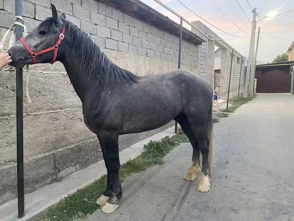 حصان, Kustanai horse