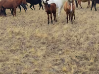 Horses (batch, sex not specified), Horses — photo 4