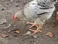 Chickens — फ़ोटो 5
