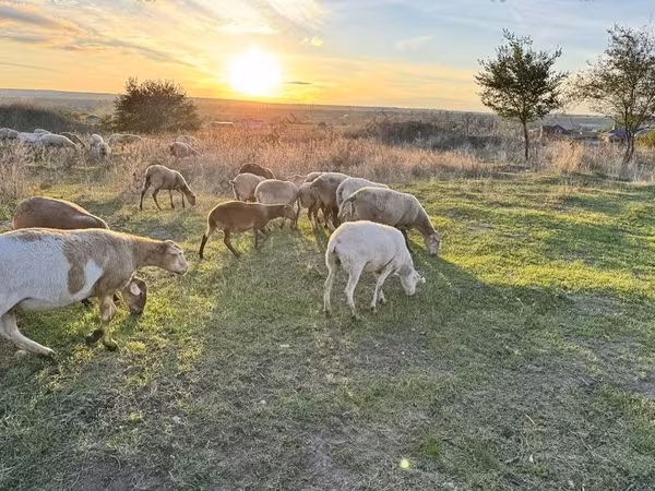 Баран, Katum sheep